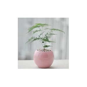 室内绿植推荐小盆 31oOYO0PONL._AA300_.jpg