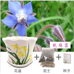 室内绿植大型绿植不需要阳光 41%2BXHnzK-JL._SL500_AA300_.jpg