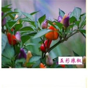 光一 五彩辣椒 观赏花卉 蔬果种子 小盆栽种子家