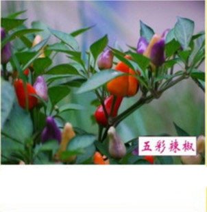 光一 五彩辣椒 观赏花卉 蔬果种子 小盆栽种子家