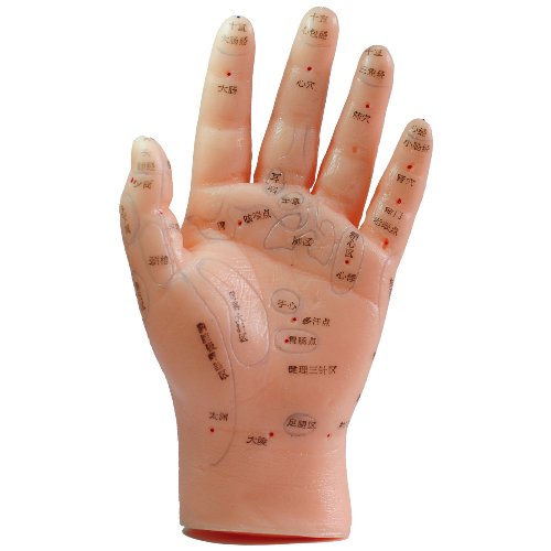 伟叶人体手部针灸模型\/手部反射区模型\/手部针灸穴位模型软胶质(1只):亚马逊:个人护理