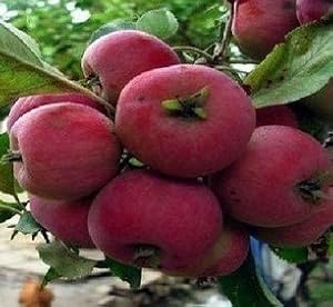 出售果树苗木 新品种苹果苗 极早熟苹果【鄂苹