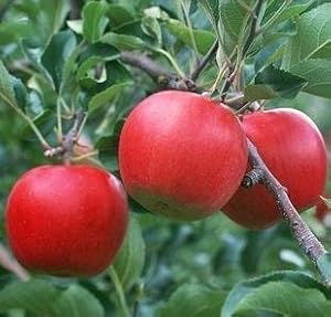 芭蕾苹果树苗润太一号柱状苹果树另有多个品种