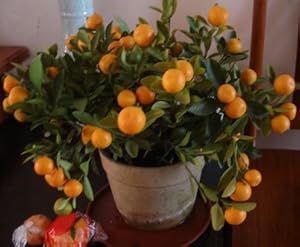 沙糖桔果树根生长不好叶片黄卷-沙糖桔果树叶