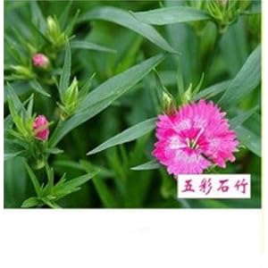 光一 五彩石竹 观赏花卉 蔬果种子 小盆栽种子家