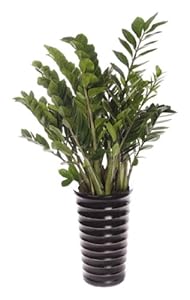 清晏斋 金钱树(厂商带货直送, 限北京市区) 【清