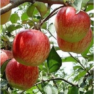 迎桂 芭蕾苹果树苗润太一号柱状苹果树另有多