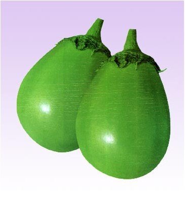 Sprout 我要发芽 蔬菜种子 新乡青茄种子 洛阳青