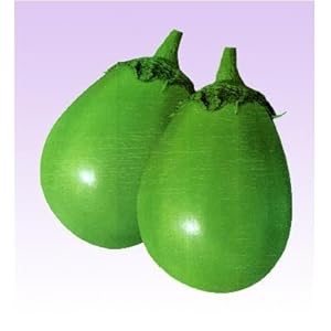 Sprout 我要发芽 蔬菜种子 新乡青茄种子 洛阳青