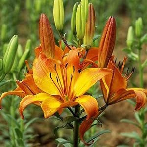 迎桂 荷兰进口盆栽花卉百合花种球香水百合种