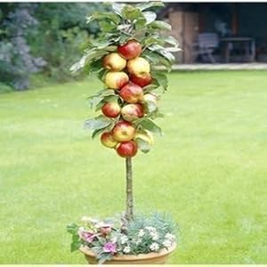 迎桂 芭蕾苹果树苗润太一号柱状苹果树另有多