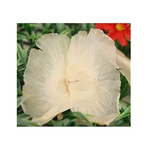 elie 艾美茗品 花草茶叶 玉蝴蝶花茶 美白肌肤 搭