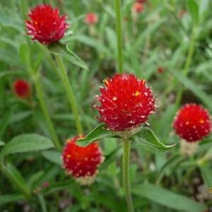 光一 千日红 观赏花卉 蔬果种子 小盆栽种子家居