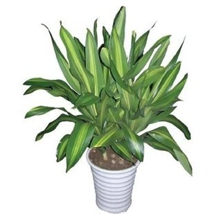 化空气释放氧气 办公家居 会展等 送北京 天津