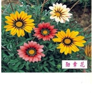 光一 勋章花 观赏花卉 蔬果种子 小盆栽种子家居