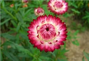 Sprout 我要发芽 花卉种子 麦杆菊种子 蜡菊 菊花 阳台盆栽 50粒-家居装修-亚马逊中国