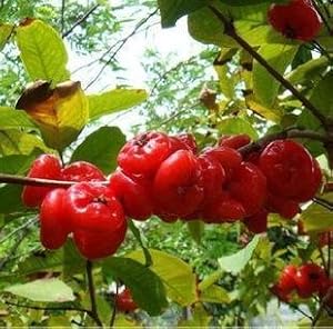 迎桂 第三代水果 新品种日本紫果 无花果树苗 夏