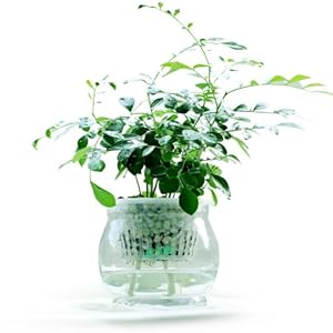 花清枫】如水九里香盆栽,容易养,好成活室内创