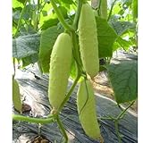 Sprout 我要发芽 蔬菜种子 白皮黄瓜种子 瓜大爽