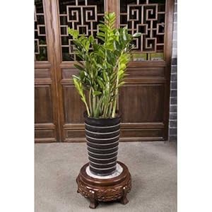 清晏斋 黑色欧式盆金钱树(厂商带货直送, 限北