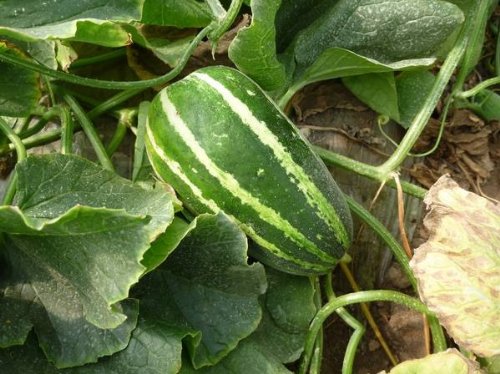 Sprout 我要发芽 水果种子 瓜果种子 甜掉牙香瓜