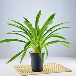 豁新 高档桌面盆栽 红星 凤梨 火炬 鸿运当天 送