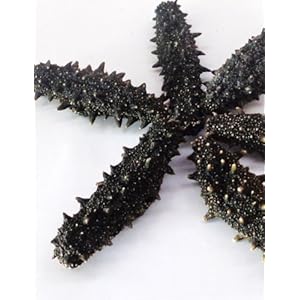 青岛老尹家海参 野生纯海参 淡干海参 500g 17