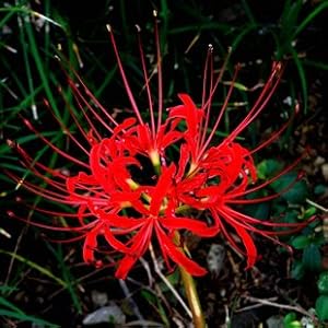 迎桂 蓝色红色彼岸花种球种子 石蒜种球苗 曼珠沙华种子曼陀罗华种球苗 血色魔咒 不含盆-迎桂-价格 报价 图片