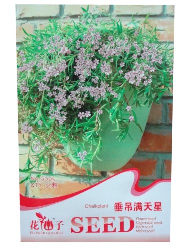 锦萱 花仙子系列 垂吊满天星种子 家庭种植实用