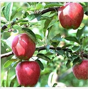 迎桂 芭蕾苹果树苗润太一号柱状苹果树另有多