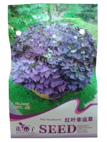 锦萱 花仙子系列 红叶幸运草种子 家庭种植实用