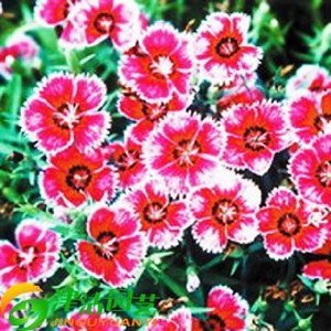 光一 五彩石竹 观赏花卉 蔬果种子 小盆栽种子家