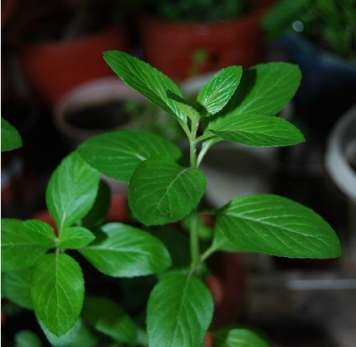 Sprout 我要发芽 花卉种子 胡椒薄荷种子 水薄荷