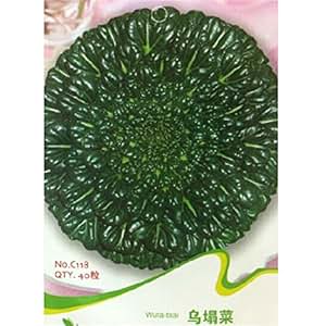 ut 我要发芽 蔬菜种子 乌塌菜种子 黑菜 美容菜