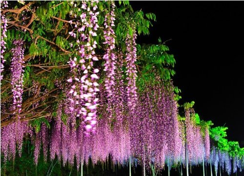 rout 我要发芽 花卉种子 紫藤花种子 藤萝籽种 攀