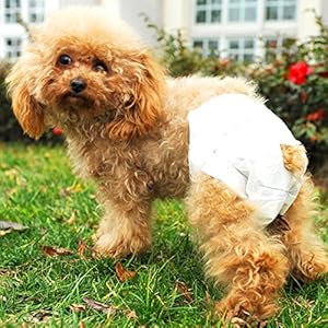 用一次性纸尿裤 宠物狗幼犬尿不湿 狗狗尿布 尿