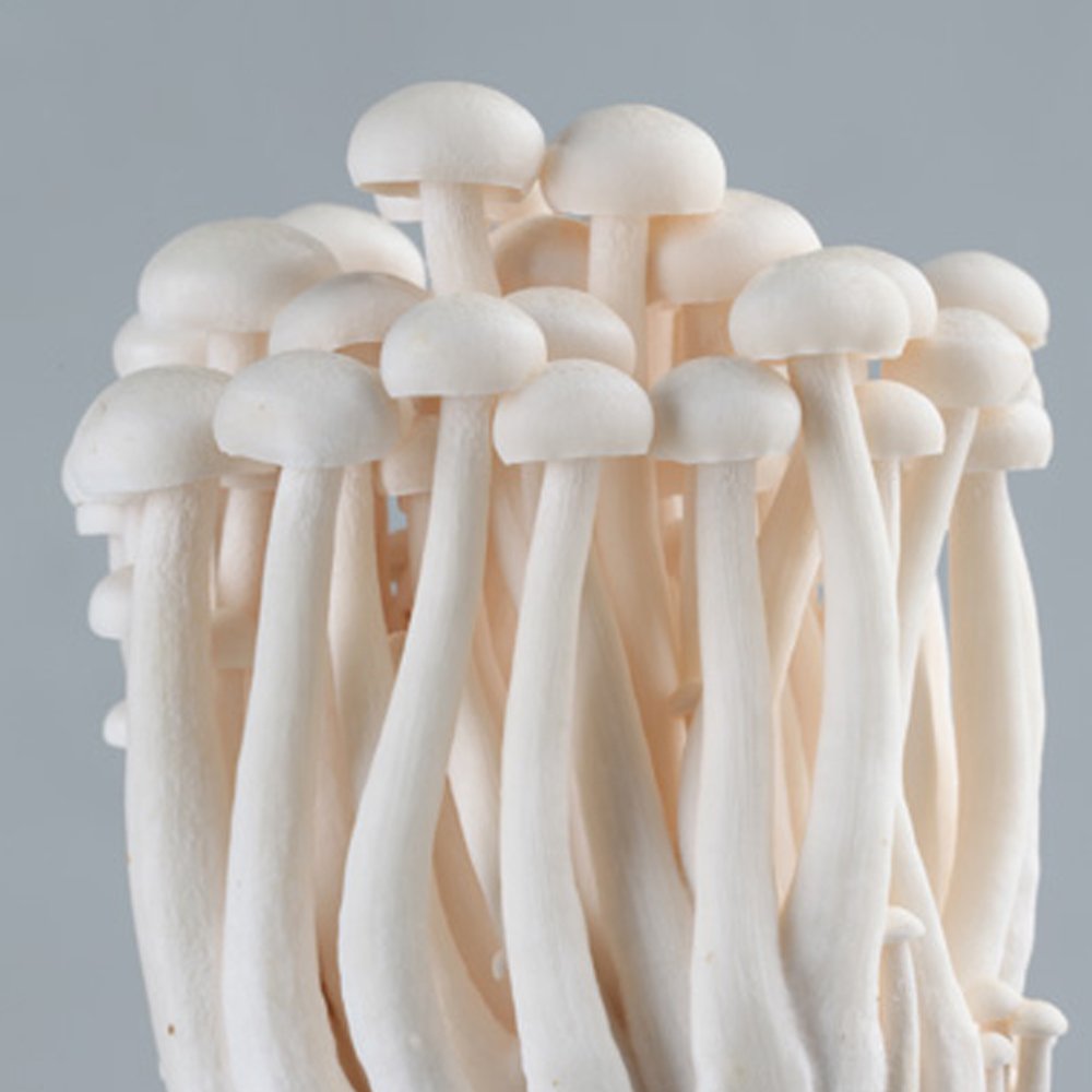 海鲜菇炒肉_海鲜炖鲍菇_海鲜菇的图片