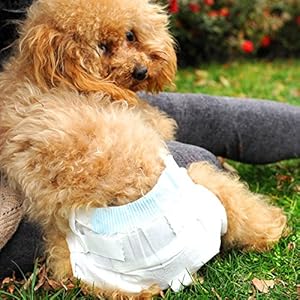 用一次性纸尿裤 宠物狗幼犬尿不湿 狗狗尿布 尿